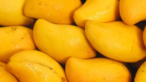 Manfaat Buah Mangga