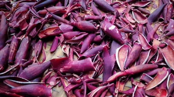 Manfaat Bawang Dayak – Bawang Tiwai