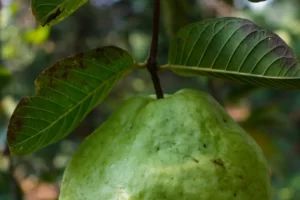 Manfaat Daun Jambu Biji