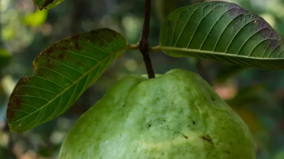 Manfaat Daun Jambu Biji