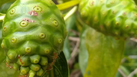 Khasiat Mengkudu / Pace